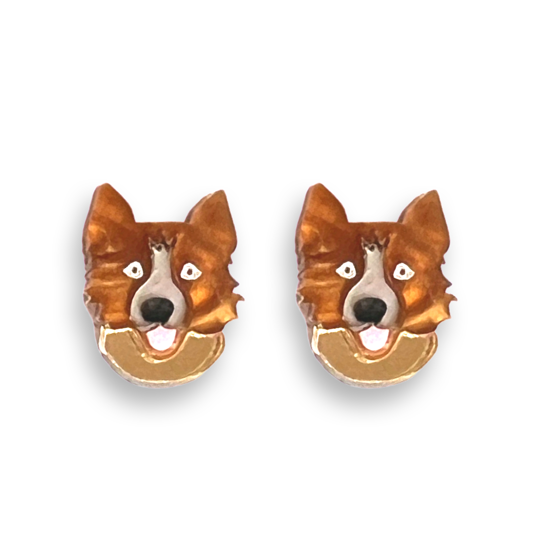 Border Collie Studs