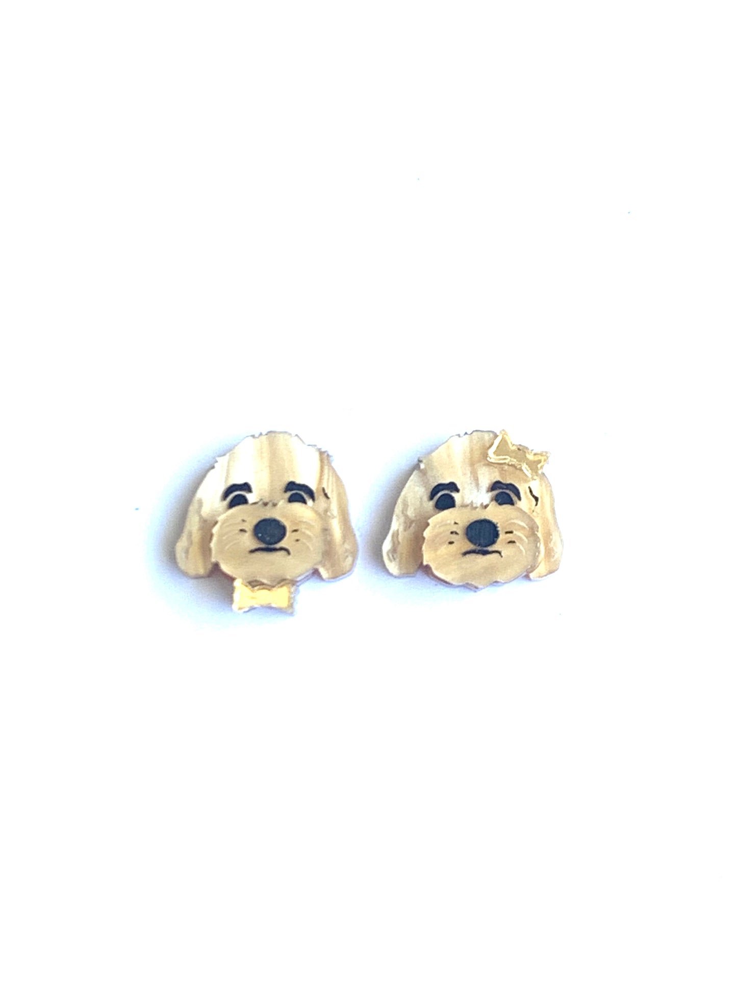 Louis our Cavoodle Studs